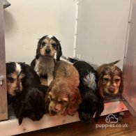 Cocker Spaniel (Working & Show) - Both