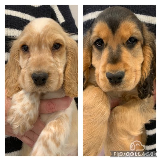 Cocker Spaniel (Working & Show) - Both