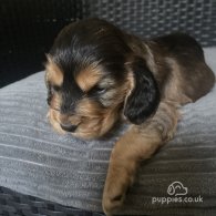 Cocker Spaniel (Working & Show) - Dogs