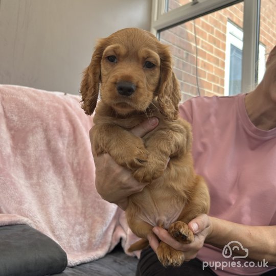 Cocker Spaniel (Working & Show) - Both