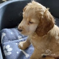 Cocker Spaniel (Working & Show) - Both