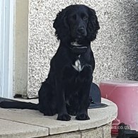 Cocker Spaniel (Working & Show) - Both