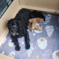 Cocker Spaniel (Working & Show) - Both