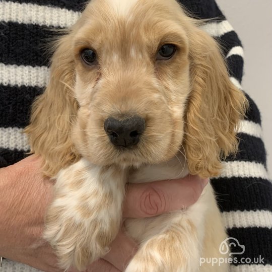 Cocker Spaniel (Working & Show) - Dogs