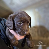 Cocker Spaniel (Working & Show) - Both