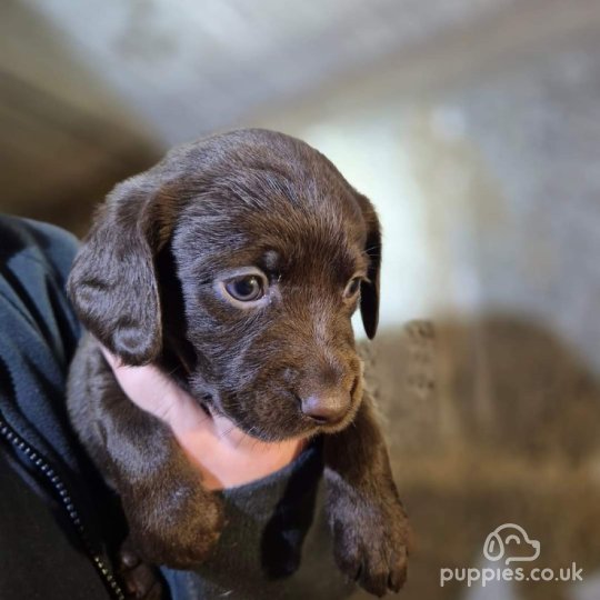 Cocker Spaniel (Working & Show) - Both