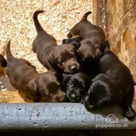 Cocker Spaniel (Working & Show) - Both