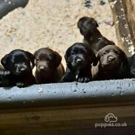 Cocker Spaniel (Working & Show) - Both