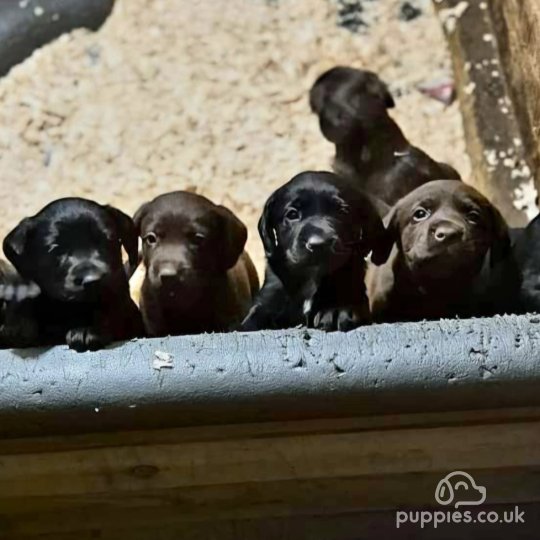 Cocker Spaniel (Working & Show) - Both