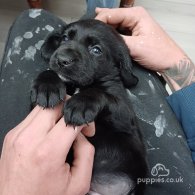 Cocker Spaniel (Working & Show) - Both