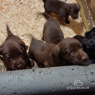 Cocker Spaniel (Working & Show) - Both