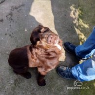 Cocker Spaniel (Working & Show) - Both