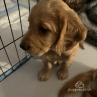 Cocker Spaniel (Working & Show) - Both