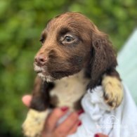 Cocker Spaniel (Working & Show) - Both