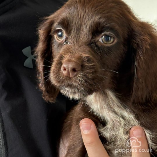 Chocolate working cocker spaniel puppies for sale hotsell