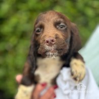 Cocker Spaniel (Working & Show) - Both