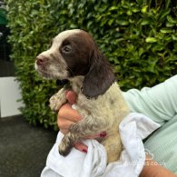 Cocker Spaniel (Working & Show) - Both