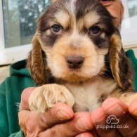 Cocker Spaniel (Working & Show) - Both