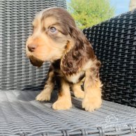 Cocker Spaniel (Working & Show) - Both