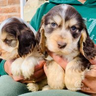 Cocker Spaniel (Working & Show) - Both