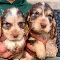 Cocker Spaniel (Working & Show) - Both