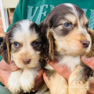 Cocker Spaniel (Working & Show) - Both