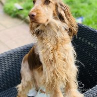 Cocker Spaniel (Working & Show) - Both