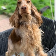 Cocker Spaniel (Working & Show) - Both