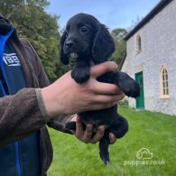 Cocker Spaniel (Working & Show) - Dogs