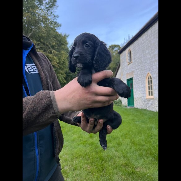 Cocker Spaniel (Working &amp; Show) - Dogs