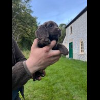 Cocker Spaniel (Working &amp; Show) - Dogs