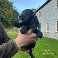 Cocker Spaniel (Working & Show) - Dogs