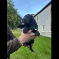 Cocker Spaniel (Working &amp; Show) - Dogs