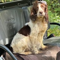 Cocker Spaniel (Working & Show) - Dogs