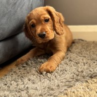 Cocker Spaniel (Working & Show) - Both