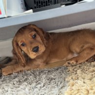 Cocker Spaniel (Working & Show) - Both