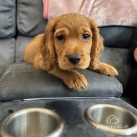 Cocker Spaniel (Working & Show) - Both