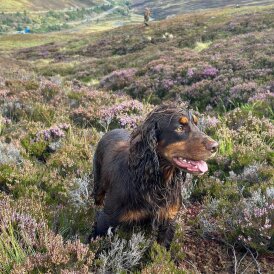 Cocker Spaniel (Working &amp; Show)