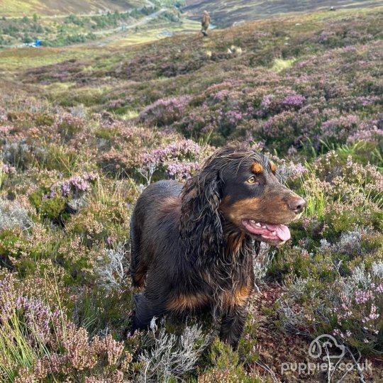 Cocker Spaniel (Working &amp; Show)