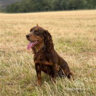 Cocker Spaniel (Working & Show)