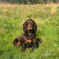 Cocker Spaniel (Working & Show)