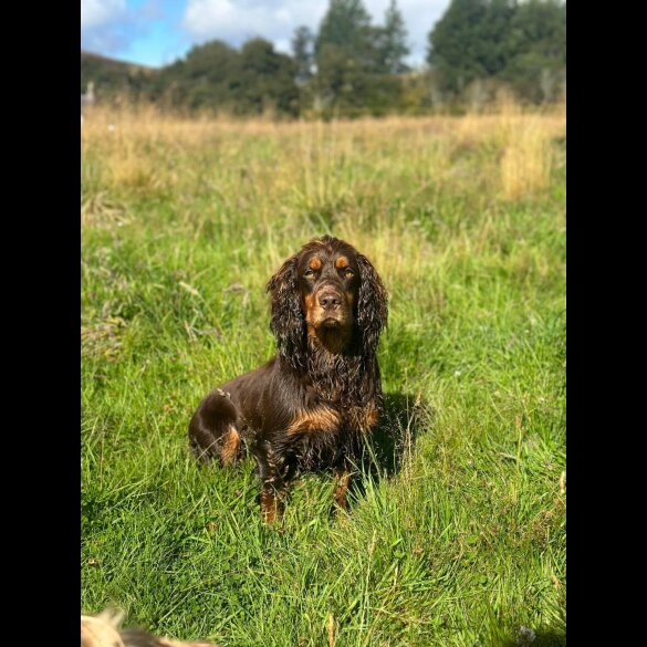 Cocker Spaniel (Working &amp; Show)