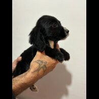 Cocker Spaniel (Working &amp; Show) - Both