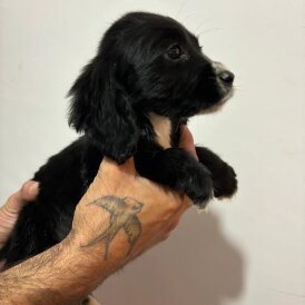 Cocker Spaniel (Working &amp; Show) - Both