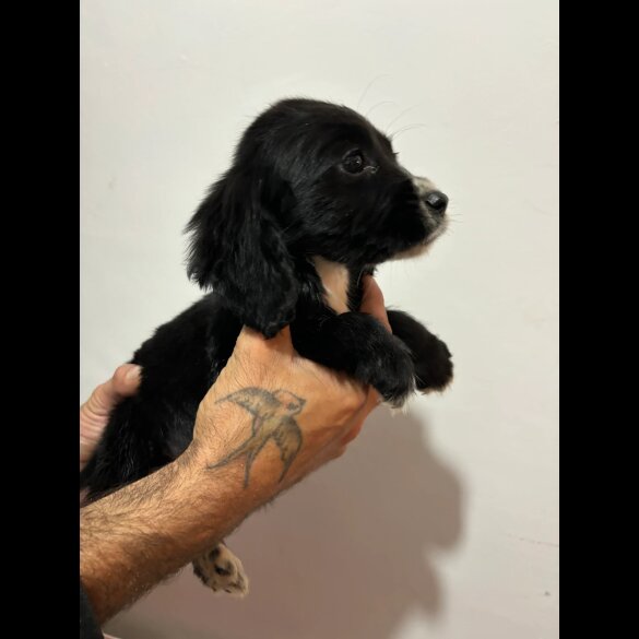 Cocker Spaniel (Working &amp; Show) - Both