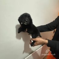 Cocker Spaniel (Working & Show) - Both