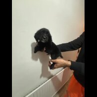 Cocker Spaniel (Working &amp; Show) - Both