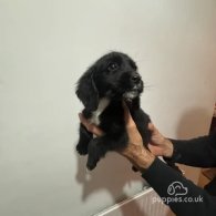 Cocker Spaniel (Working & Show) - Both