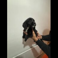 Cocker Spaniel (Working &amp; Show) - Both