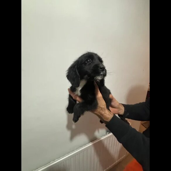 Cocker Spaniel (Working &amp; Show) - Both